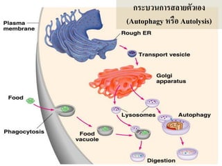 ???????????????????
(Autophagy ???? Autolysis)
 