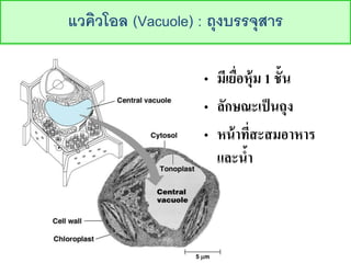 ???????? (Vacuole) : ???????????
? ??????????? 1 ????
? ?????????????
? ????????????????
??????
 