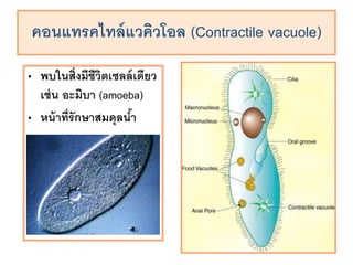 ??????????????????? (Contractile vacuole)
? ?????????????????????????
???? ?????? (amoeba)
? ????????????????????
 