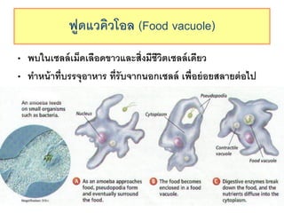 ??????????? (Food vacuole)
? ?????????????????????????????????????????????
? ??????????????????? ????????????????? ??????????????????
 