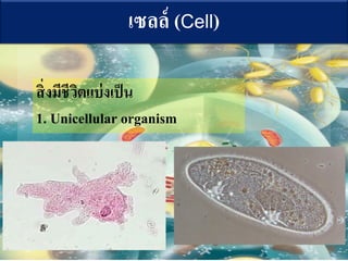 ????? (Cell)
???????????????????
1. Unicellular organism
 