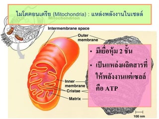 ???????????? (Mitochondria) : ???????????????????
? ??????????? 2 ????
? ???????????????????
??????????????????
??? ATP
 