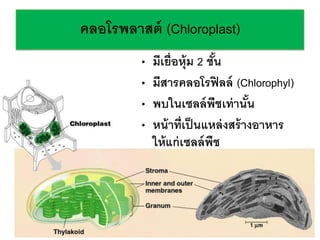 ??????????? (Chloroplast)
? ??????????? 2 ????
? ??????????????? (Chlorophyl)
? ????????????????????
? ??????????????????????????
??????????????
 