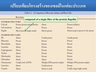 ?????????????????????????????????????????
composed of a single fiber of the protein flagellin
 