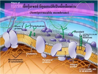 ?????????????? ?????????????????????????????
(Semipermeable membrane)
 