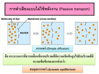 ?????????????????????????? (Passive transport)
??????? (Simple diffusion)
???????????? (dynamic equilibrium)
??? ?????????????????????????????????????????????????????????????????????
????????????????????????
 