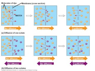 Part cell&homeo acr_2