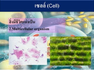 ????? (Cell)
???????????????????
2.Multicellular organism
 