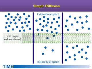 Simple Diffusion
 