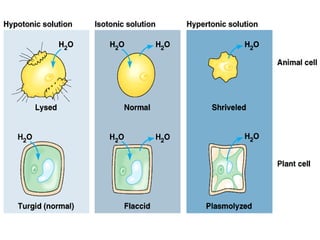 Part cell&homeo acr_2