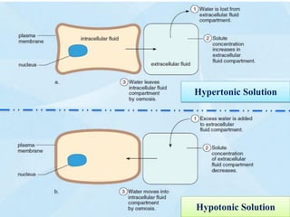 Hypertonic Solution
Hypotonic Solution
 