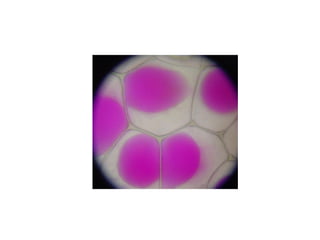 Part cell&homeo acr_2