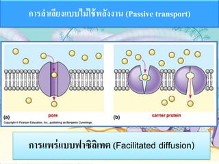 ??????????????????? (Facilitated diffusion)
?????????????????????????? (Passive transport)
 