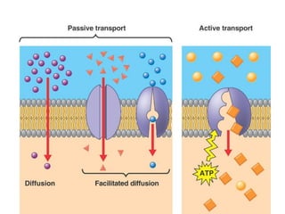 Part cell&homeo acr_2