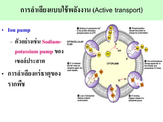 ??????????????????????? (Active transport)
? Ion pump
C ???????????? Sodium-
potassium pump ???
???????????
? ????????????????????
??????
 
