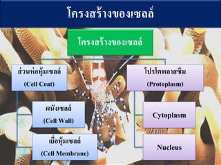 ?????????????????
?????????????????
????????????????
(Cell Coat)
?????????
(Cell Wall)
??????????????
(Cell Membrane)
????????????
(Protoplasm)
Cytoplasm
Nucleus
 