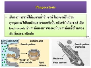 Phagocytosis
? ?????????????????????????????????? ????????????????
cytoplasm ??????????????????????? ????????????????? ????
food vacuole ???????????????????????? ?????????????????
???????????? ???????
 