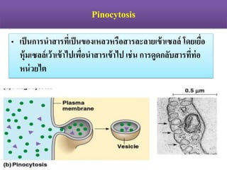 Pinocytosis
? ??????????????????????????????????????????????? ????????
??????????????????????????????????? ???? ???????????????????
???????
 