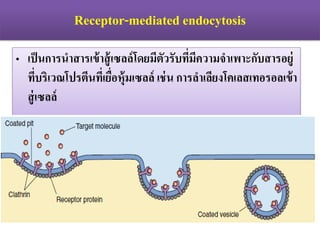 Receptor-mediated endocytosis
? ????????????????????????????????????????????????????????????
???????????????????????????????? ???? ?????????????????????????
????????
 