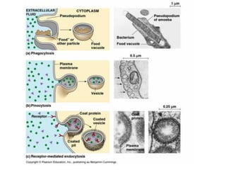 Part cell&homeo acr_2