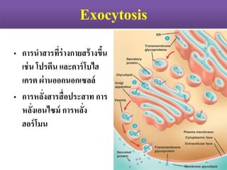 Exocytosis
? ???????????????????????????
???? ?????? ???????????
???? ???????????????
? ????????????????????? ???
???????????? ????????
???????
 