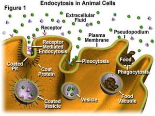 Part cell&homeo acr_2