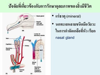 ???????????????????????????????????????????????????
? ??????? (mineral)
? ??????????????????????
????????????????????? ?????
nasal gland
 