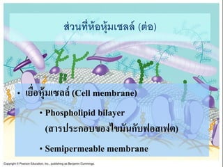 ? ?????????????? (Cell membrane)
? Phospholipid bilayer
(??????????????????????????)
? Semipermeable membrane
??????????????????? (???)
 