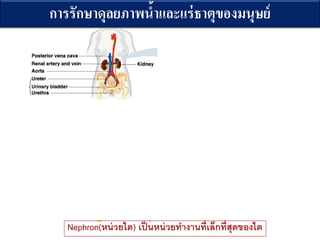 Nephron(???????) ????????????????????????????????
?????????????????????????????????????
 