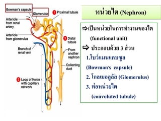 ??????? (Nephron)
?????????????????????????
(functional unit)
? ?????????? 3 ????
1.?????????????
(Bowman,s capsule)
2. ??????????? (Glomerulus)
3. ??????????
(convoluted tubule)
 