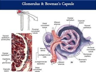 Glomerulus & Bowmans Capsule
 