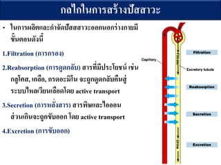 ?????????????????????
? ????????????????????????????????????????
?????????????
1.Filtration (???????)
2.Reabsorption (??????????) ???????????????? ????
??????, ?????, ????????? ??????????????????
???????????????????? active transport
3.Secretion (???????????) ??????????????
??????????????????? ??? active transport
4.Excretion (?????????)
 