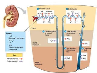 Part cell&homeo acr_2