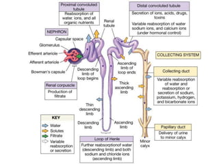 Part cell&homeo acr_2