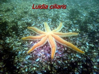 Luidia ciliaris 