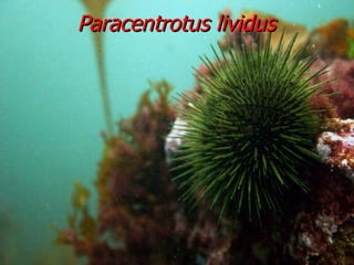 Paracentrotus lividus 