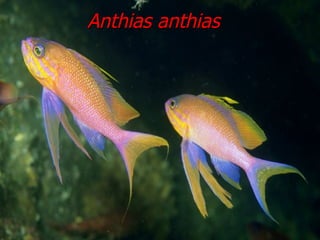 Anthias anthias 