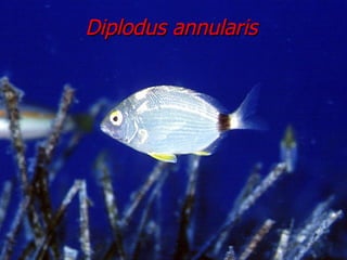 Diplodus annularis 