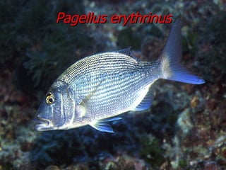 Pagellus erythrinus 