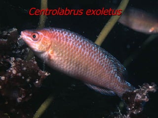 Centrolabrus exoletus 