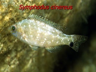 Symphodus cinereus 