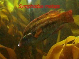Symphodus melops 