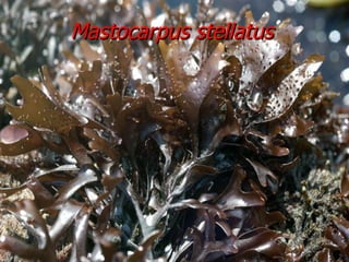 Mastocarpus stellatus 