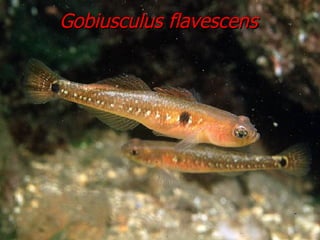 Gobiusculus flavescens 