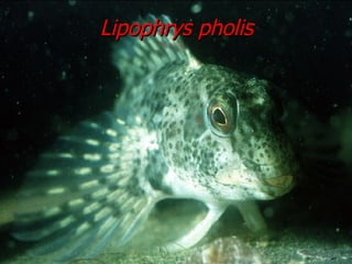 Lipophrys pholis 
