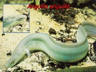 Anguilla anguilla 