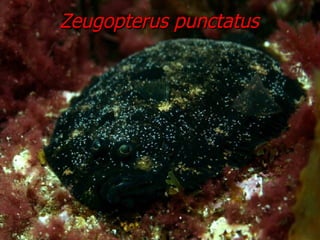 Zeugopterus punctatus 