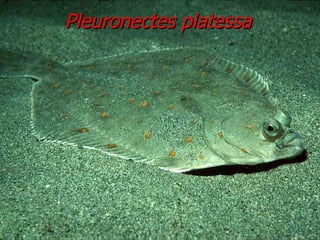 Pleuronectes platessa 