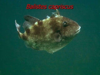 Balistes capriscus 