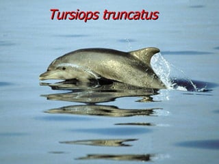 Tursiops truncatus 
